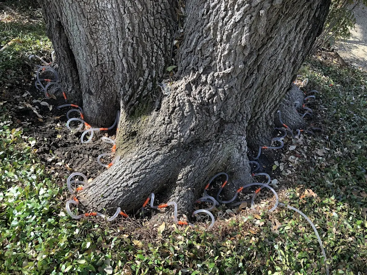 Detailed Tree Cabling and Bracing job site in Mumford