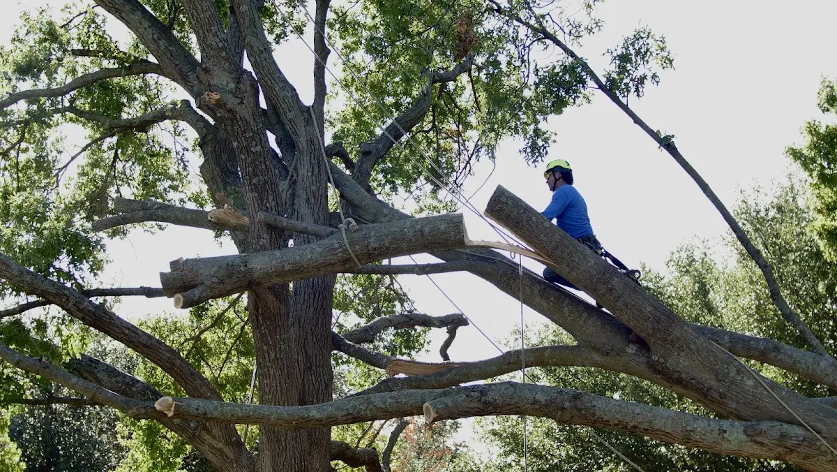 Professional Crown Thinning performed by certified arborists in Mumford